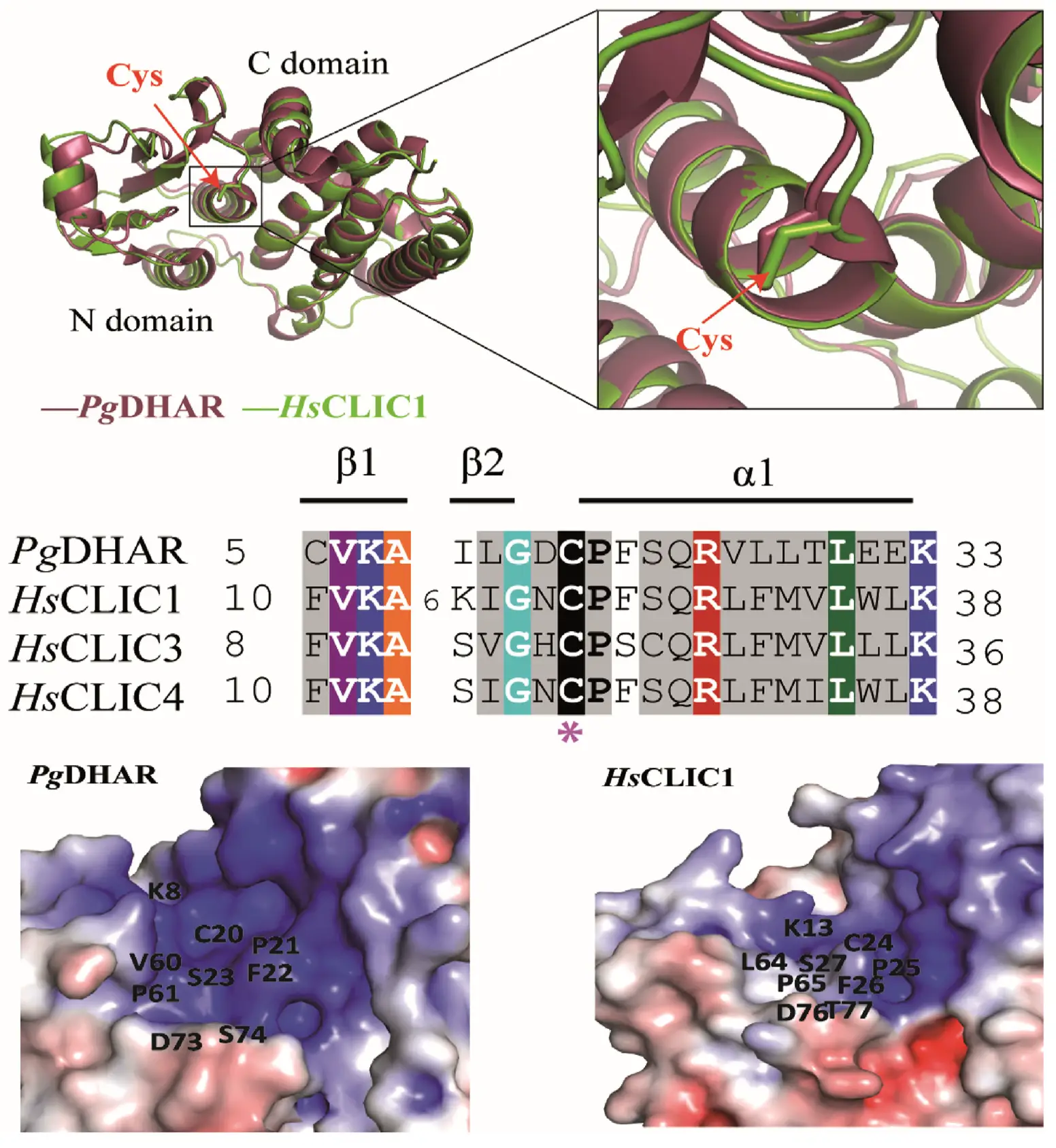 Structure and active site comparison of PgDHAR with HsCLICs