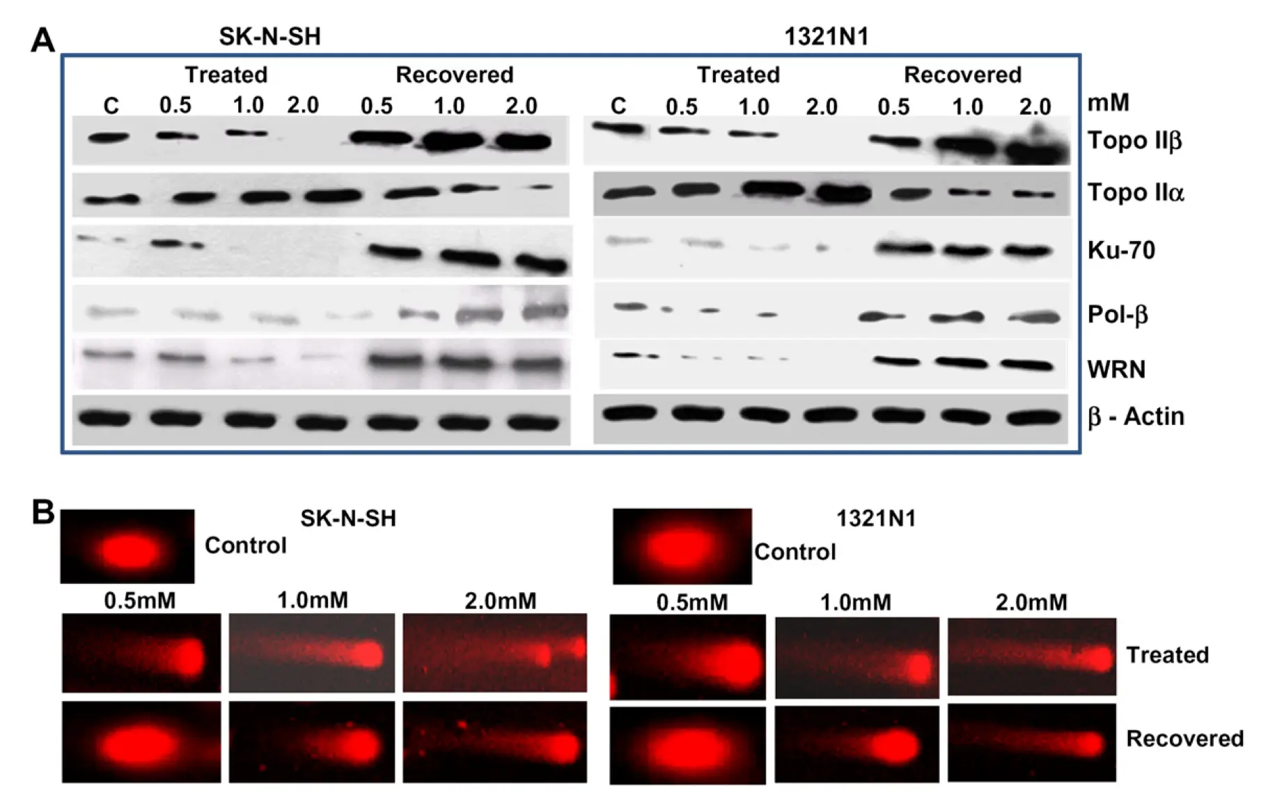 Western blot panels demonstrating Topo IIβ interactions with Ku70 and PARP-1