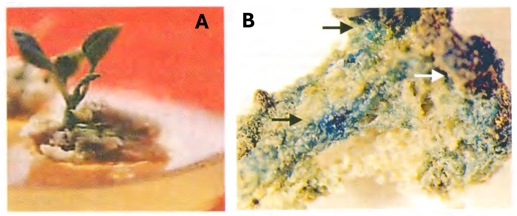 Microscopic documentation of transformed calli selection and blue GUS expression